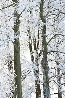 Images Dated 9th November 2011: Trees with snow and frost, nr Wotton, Glos, UK