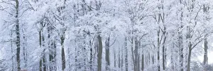 Peter Adams Prints: Trees with snow and frost, nr Wotton, Glos, UK