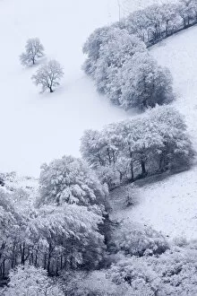 Images Dated 22nd January 2015: Trees in snow at the Punchbowl, Exmoor National Park, Somerset, England. Winter