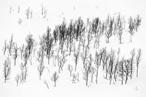 Senja Prints: Trees in the snow, Senja, Norway