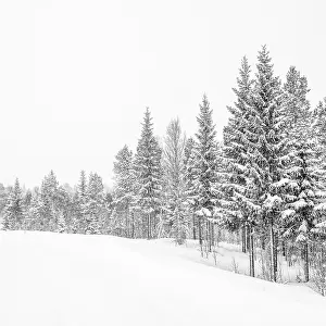 Senja Prints: Trees and snow, Senja, Norway
