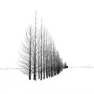 Haukadalur Prints: Trees in a snow winter landscape, Haukadalur, Valley, Iceland