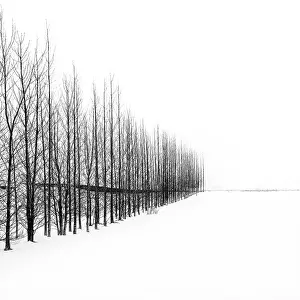Haukadalur Prints: Trees in a snowy winter landscape, Haukadalur, Valley, Iceland
