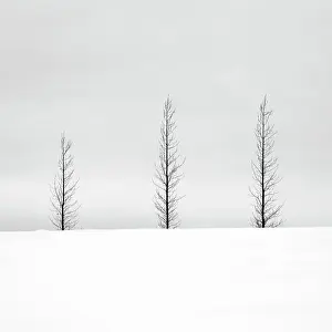 Haukadalur Prints: Trees in a snowy winter landscape, Haukadalur, Valley, Iceland