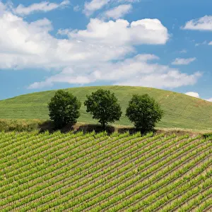 Montalcino Prints: Trees and vines, Torrenieri, Montalcino; Province of Siena, Tuscany, Italy