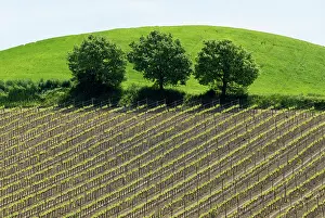 Montalcino Prints: Trees and vines, Torrenieri, Montalcino; Province of Siena, Tuscany, Italy