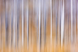 Images Dated 6th November 2016: Trees, Wester Ross, Highlands, Scotland