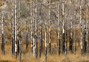Wester Ross Prints: Trees, Wester Ross, Highlands, Scotland
