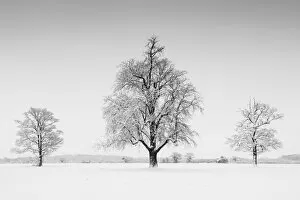 Forests Collection: Three Trees in Winter, Norfolk, England