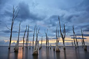 Salt Lake Gallery: Trees withered by high salinity in Laguna Mar Chiquita (Mar de Ansenuza) at sunset
