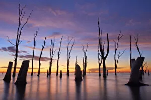 Images Dated 22nd April 2021: Trees withered by high salinity in Laguna Mar Chiquita (Mar de Ansenuza) at twilight