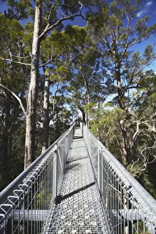 Western Australia Collection: Treetop Walk in Valley of the Giants, Walpole, Western Australia, Australia