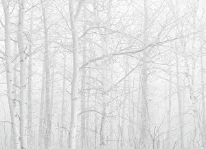 Manitoba Prints: Trembling aspen trees in fog, Riding Mountain National Park, Manitoba, Canada