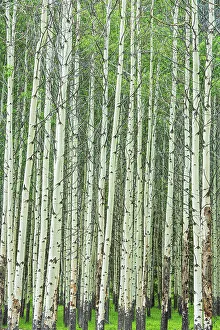 Images Dated 20th April 2023: Trembling aspen trees (Populus tremuloides) in spring. Muleshoe Picnic Site, Banff National Park