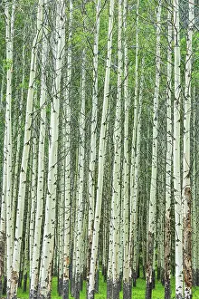 Trembling aspen trees (Populus tremuloides) in spring. Muleshoe Picnic Site, Banff National Park, Alberta, Canada