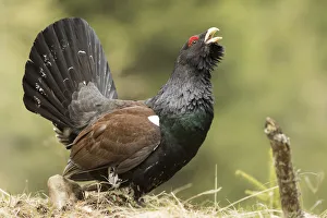 Animalia Prints: Trentino Alto Adige, Italy. Capercaillie