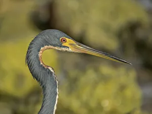 Fine Art Photography Prints: Tricolor Heron (Egretta tricolor), Grand Cayman, Cayman Islands, British West Indies