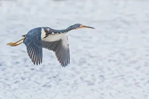 Heron Prints: Tricolor Heron (Egretta tricolor), Grand Cayman, Cayman Islands, British West Indies