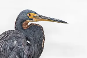 Heron Prints: Tricolor Heron (Egretta tricolor), Grand Cayman, Cayman Islands, British West Indies