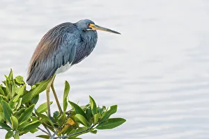 Heron Prints: Tricolor Heron (Egretta tricolor), Grand Cayman, Cayman Islands, British West Indies