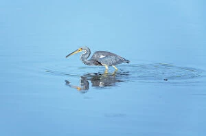 Images Dated 25th May 2021: Tricolored heron (Egretta tricolor) looking for food, Sanibel Island, J.N