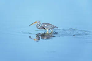Images Dated 25th May 2021: Tricolored heron (Egretta tricolor) looking for food, Sanibel Island, J.N