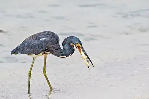 Heron Prints: Tricolored Heron (Egretta tricolor) with prey while hunting in the Caribbean Sea