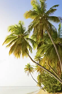 Images Dated 30th September 2011: Trinidad and Tobago, Tobago Island, Pigeon Point, Palm trees overhanging sea
