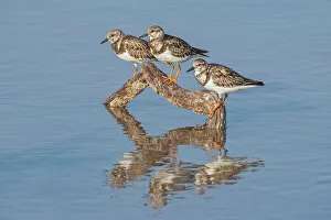 Shorebirds Prints: A trio of Ruddy Turnstone (Arenaria interpres)