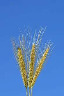Triticale. Soft wheat Rosenhof, Saskatchewan, Canada