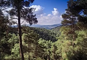 Rex Butcher Gallery: Troodos Mountains