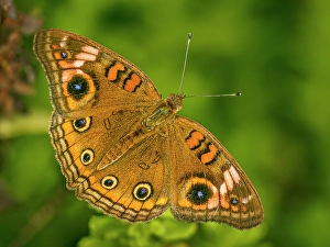 Insects Prints: Tropical Buckeye (Junonia evarete), Grand Cayman, Cayman Islands, British West Indies