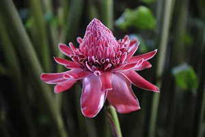 Amazon Gallery: Tropical Flower in the rain, Puerto Narino, Colombia