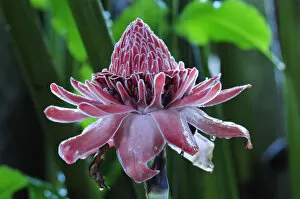 Images Dated 27th June 2012: Tropical Flower in the rain, Puerto Narino, Colombia