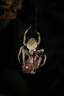 Spider Prints: Tropical garden spider (Erophora sp)