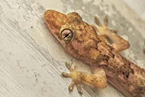 Lizards Prints: Tropical House Gecko (Hemidactylus mabouia), Grand Cayman, British West Indies