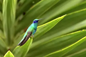 Elevation Prints: Tropical hummingbird- Sparkling violetear (Colibri coruscans), Nono, Pichincha, Ecuador