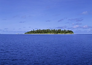 Danielle Gali Prints: Tropical island