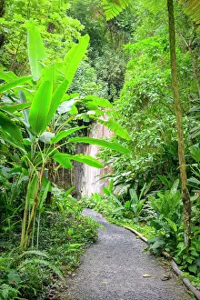 Plants Prints: Tropical Rainforest leading into Diamond Waterfall and Botanical Garden Soufriere