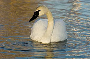 Trumpeter Swan, Cygnus buccinator-, Sudbury, Ontario, Canada