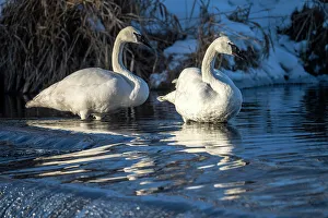Flock Prints: Trumpeter swan (Cygnus buccinator), Greater Sudbury, Ontario, Canada