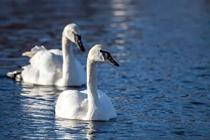 Flock Prints: Trumpeter swan (Cygnus buccinator), Greater Sudbury, Ontario, Canada