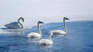 Trumpeter swan (Cygnus buccinator), Yellowstone National Park, Wyoming, USA