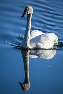 Close Ups Prints: Trumpeter swan (Cygnus buccinator), Greater Sudbury. Fielding Park, Ontario, Canada