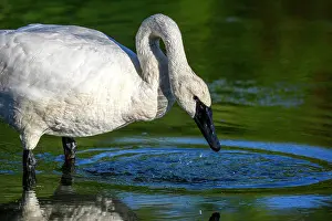 Close Ups Prints: Trumpeter swan (Cygnus buccinator), Greater Sudbury. Fielding Park, Ontario, Canada