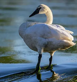 Close Ups Prints: Trumpeter swan (Cygnus buccinator), Greater Sudbury. Fielding Park, Ontario, Canada