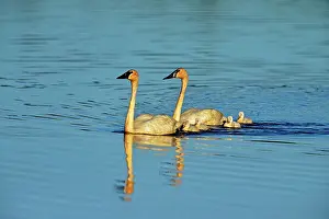 Parents Prints: Trumpeter swan (Cygnus buccinator) Adults feeding in pond with young