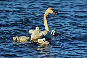 Parents Prints: Trumpeter swan (Cygnus buccinator) Adults feeding in pond with young