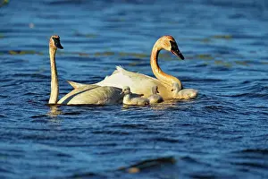 Parents Prints: Trumpeter swan (Cygnus buccinator) Adults feeding in pond with young