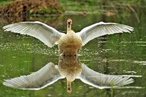 Swans Prints: Trumpeter swan (Cygnus buccinator) loafing in the Boxley Valley wetlands